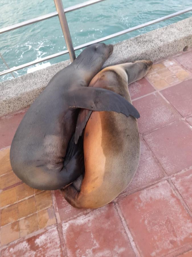 El Paraiso Puerto Ayora  Exteriér fotografie